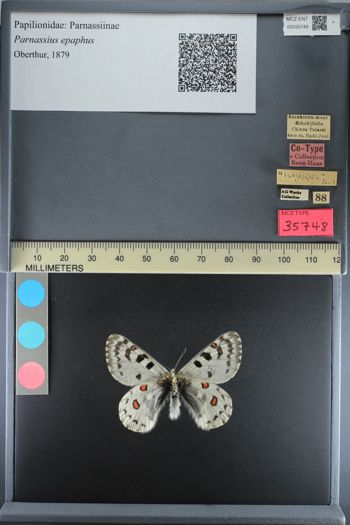 Media type: image;   Entomology 35748